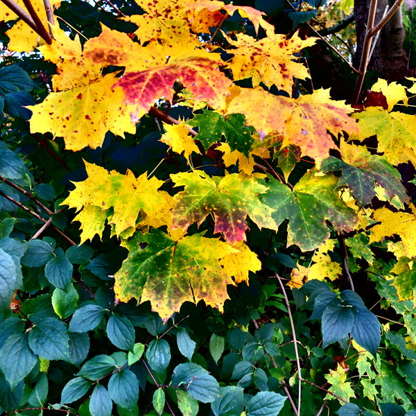 Blätter im Herbst: 
