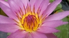 Flores de Lotus