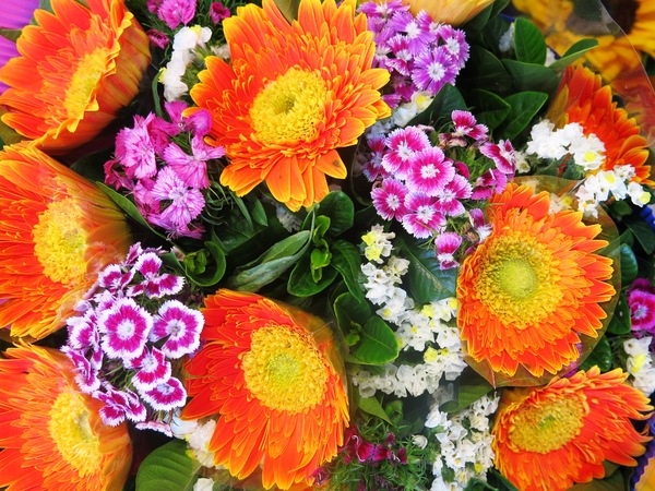 orange and purple flowers: orange and purple flowers