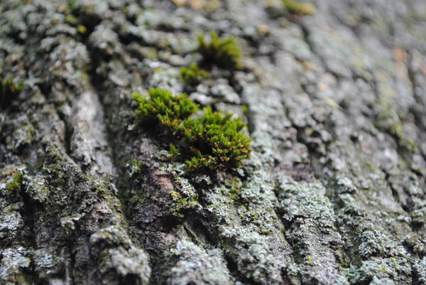 Moss on tree bark.