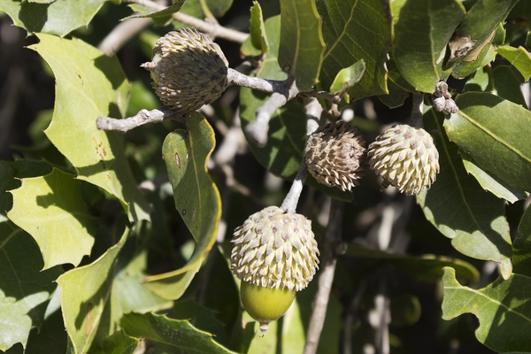 Tabor Oak acorns