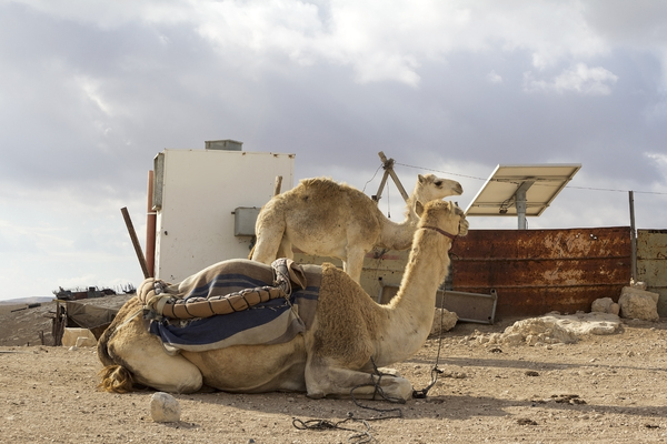 Israel camels