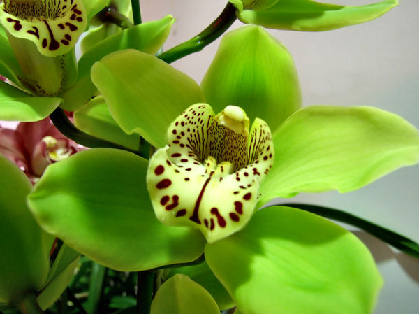 intricate orchids36