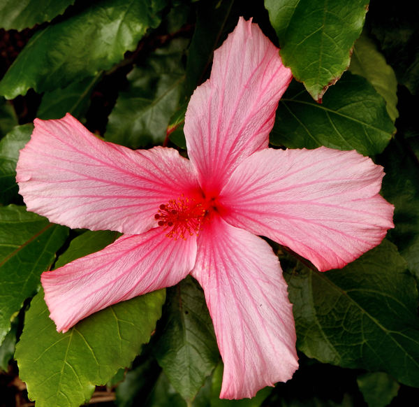 hibiscus pink2