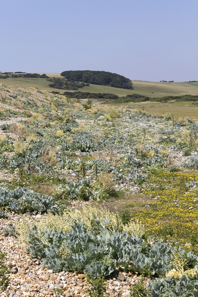 Sea kale landscape