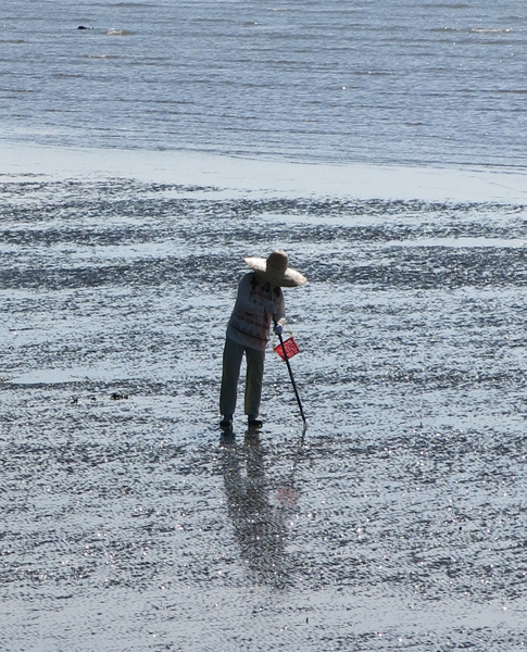 Traditional collecting seafood