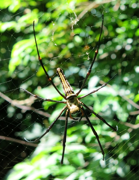 forest big spider
