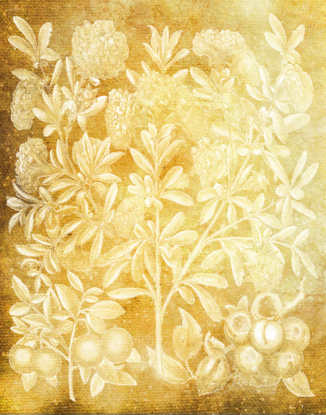 Botanical background: Another botanical drawing was used for this texture