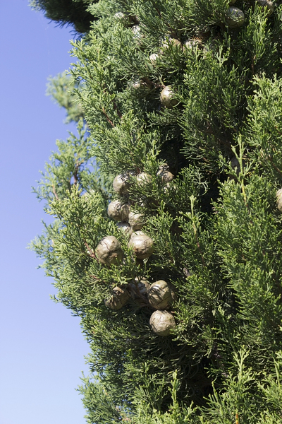 Cypress cones