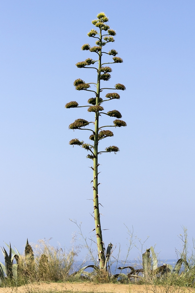 Agave flower spike