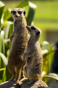 Meerkats at attention!