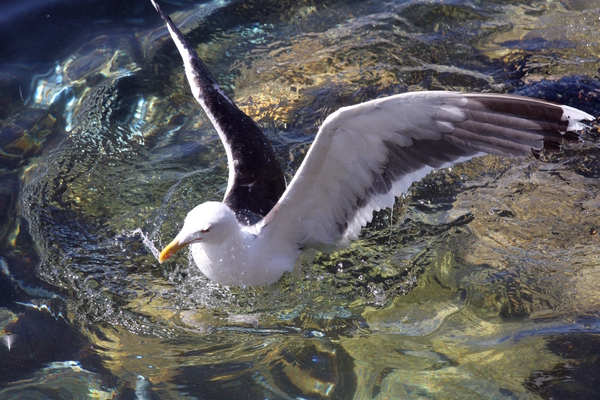 Seagull 12