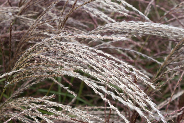 Feathery grass texture