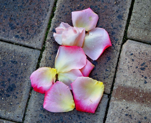 petal color contrast1