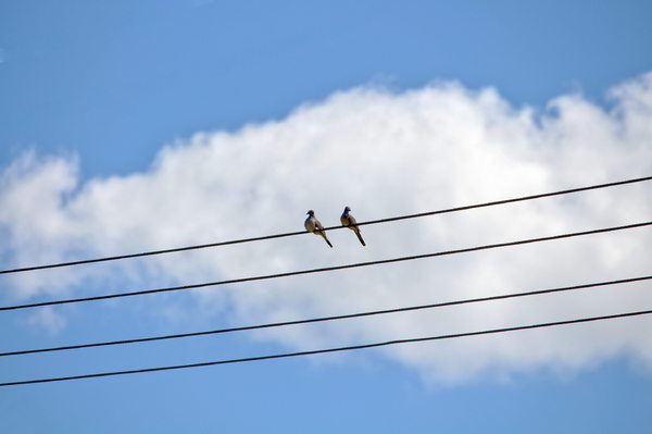 Tiny Doves on a Wire