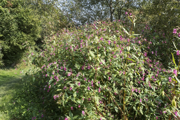 Himalayan Balsam
