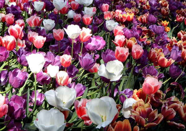 spring tulips9