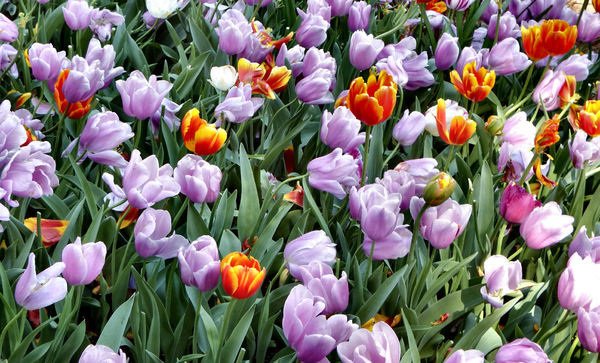 spring tulips10