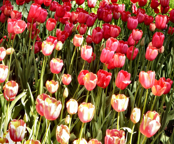 spring tulips1
