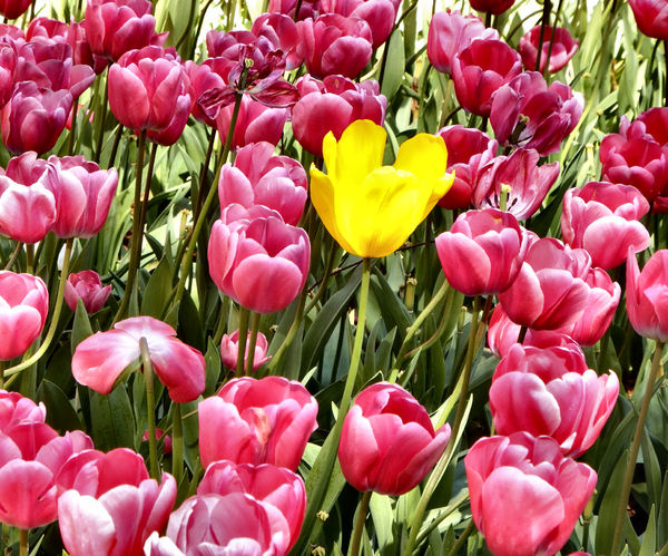 spring tulips5