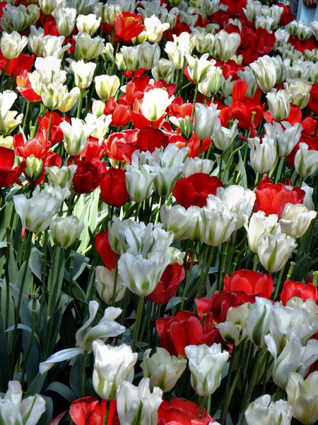 spring tulips11