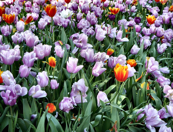 spring tulips12