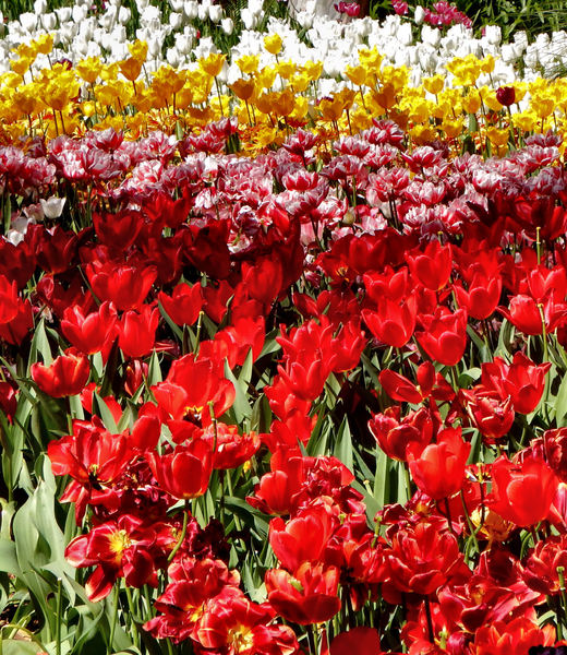 spring tulips14