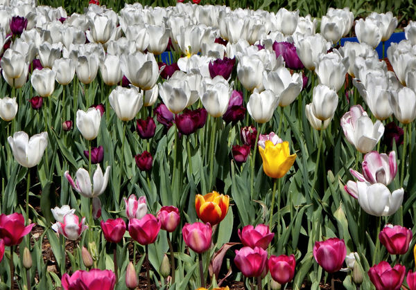 spring tulips25
