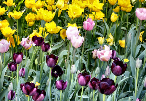 spring tulips22