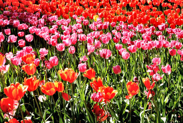 spring tulips19