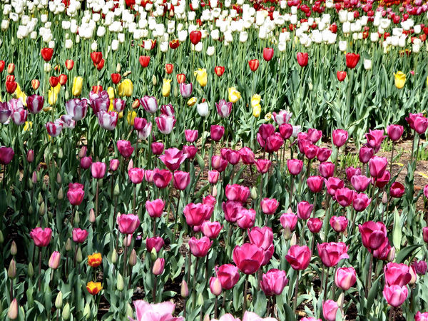spring tulips24