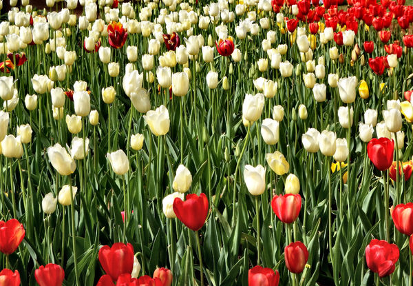 spring tulips28