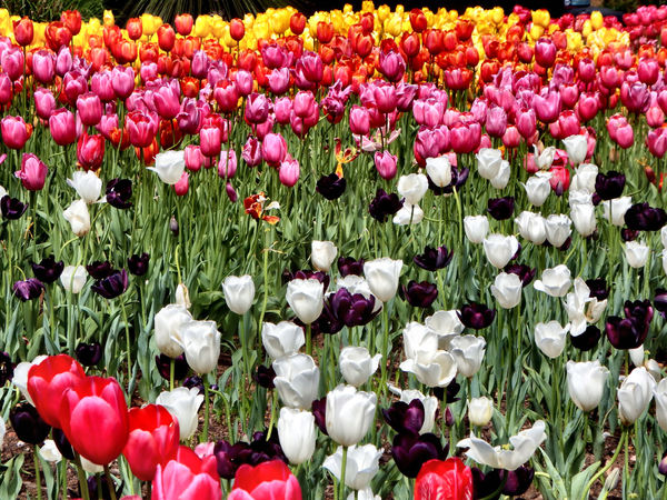 spring tulips29