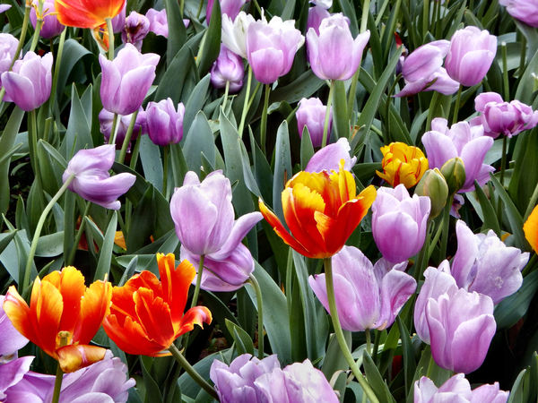 spring tulips41