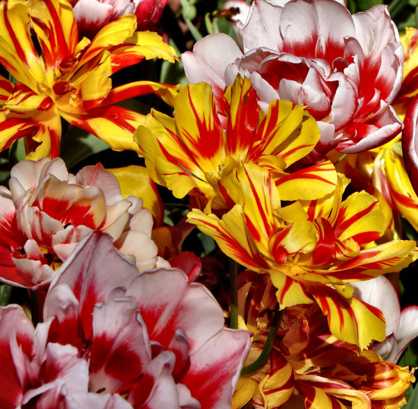 spring tulips45