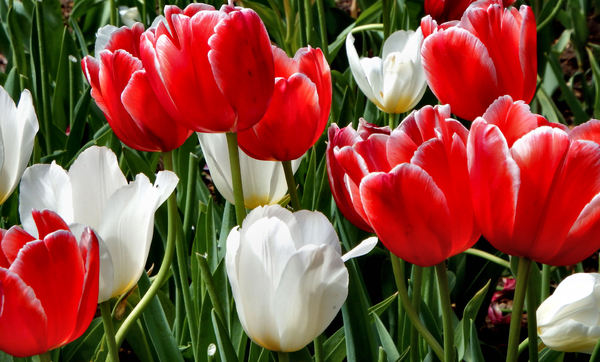 spring tulips39