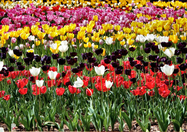 spring tulips34