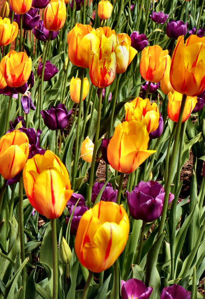 spring tulips31