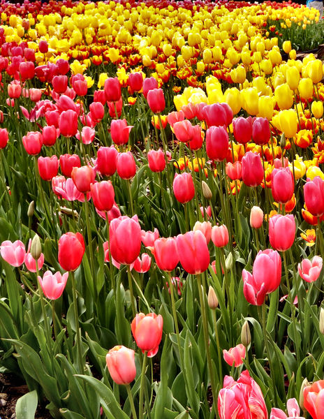 spring tulips36