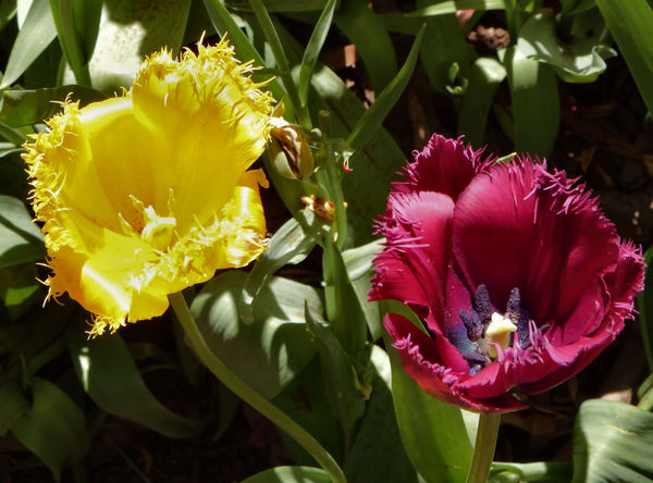 spring tulips58