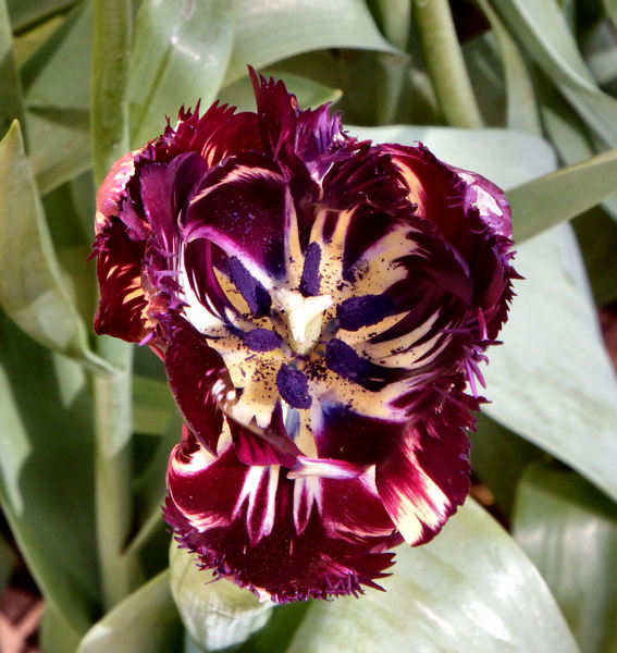 spring tulips56