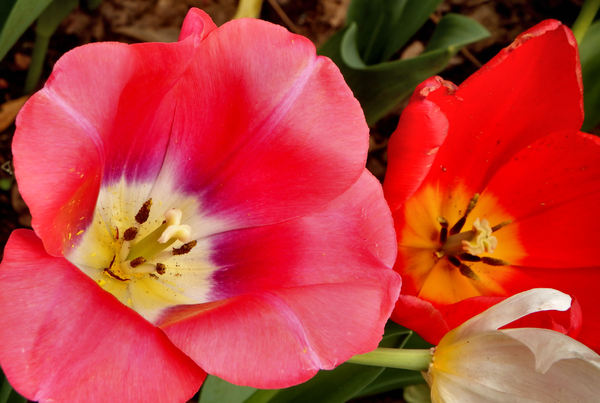 spring tulips60