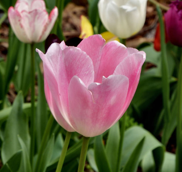 spring tulips61