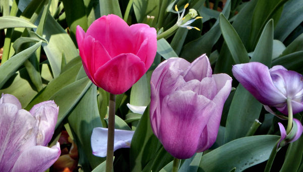 spring tulips47