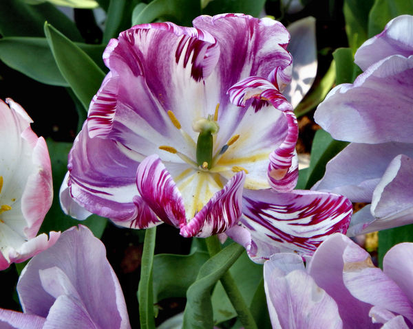 spring tulips51