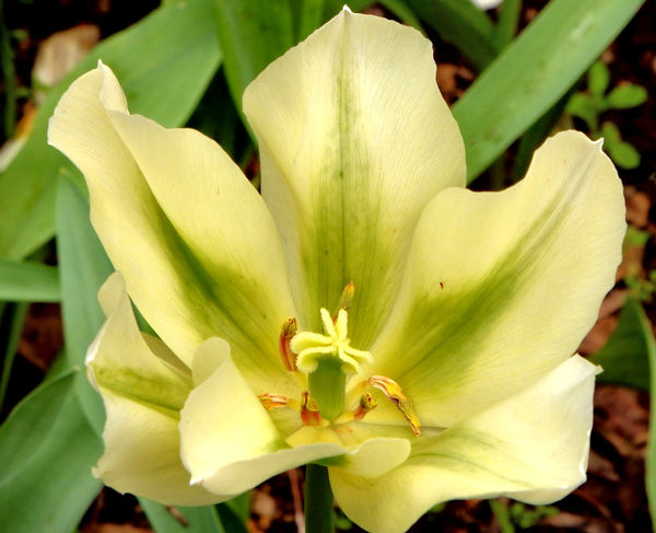 spring tulips63