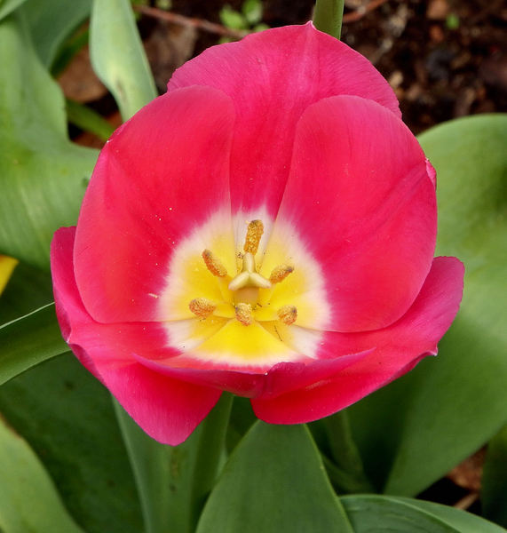 spring tulips62