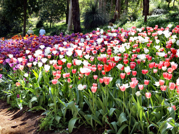 park tulip gardens2
