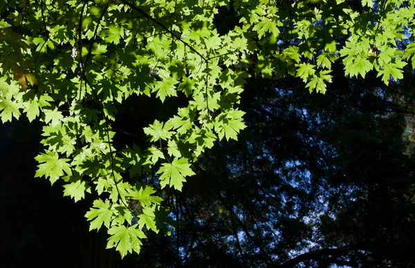 Sunny leaves