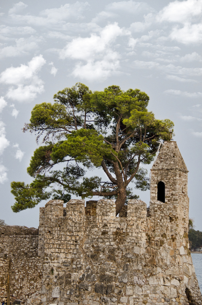 pine tree in castle